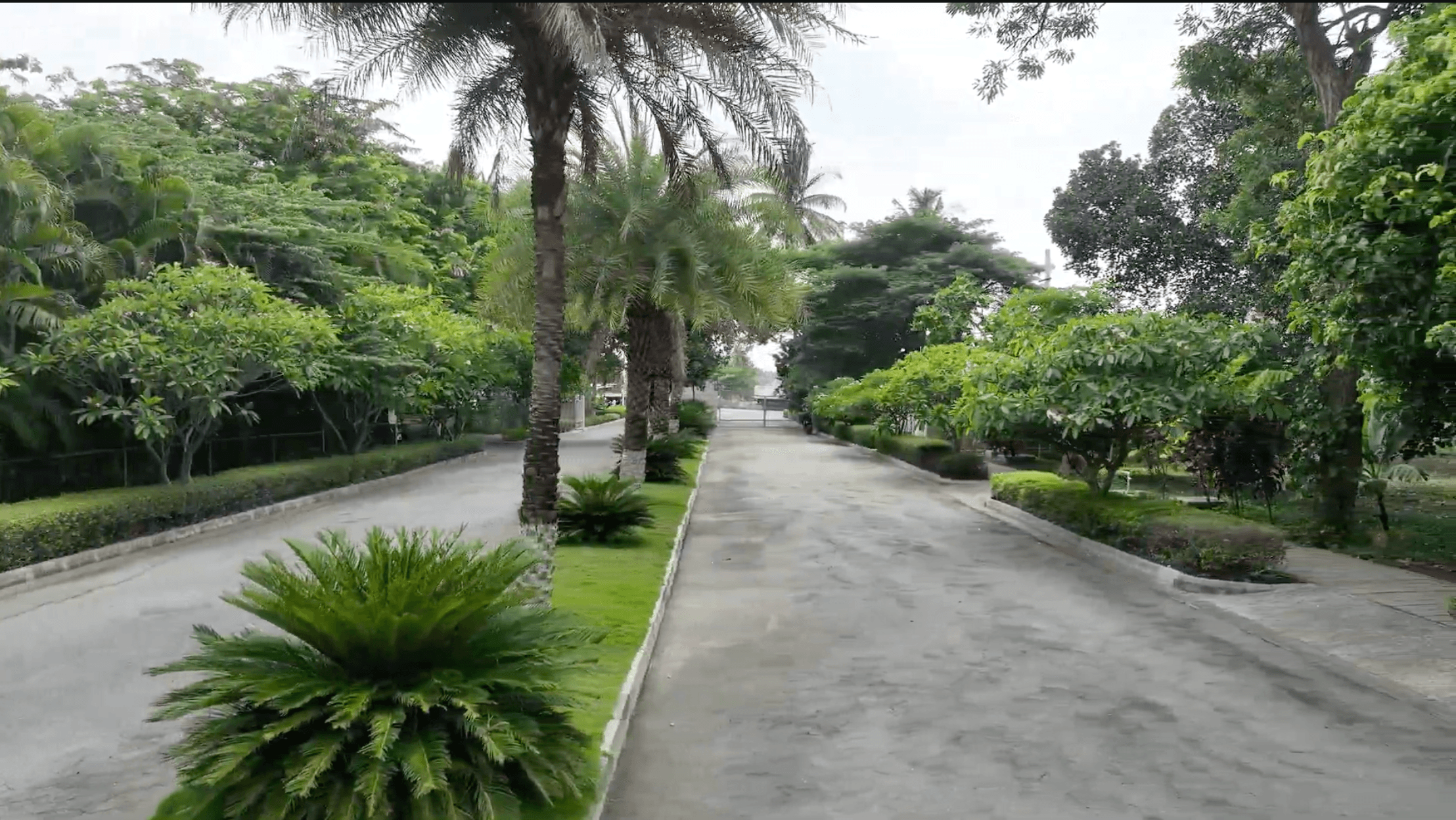 Tree-lined internal road at Chartered Veda, a plotted layout near Nelamangala, ten years after handover