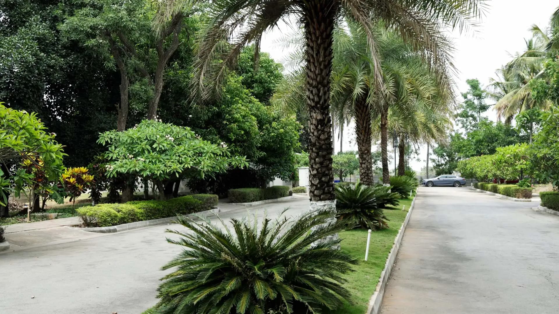 Mature tree-lined avenue at a Chartered plotted development near Nelamangala